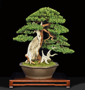 4th_JAPANESE-YEW - U.S. National Bonsai Exhibition